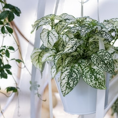 Green and white Polka Dot Plant in a white pot © rhoenes