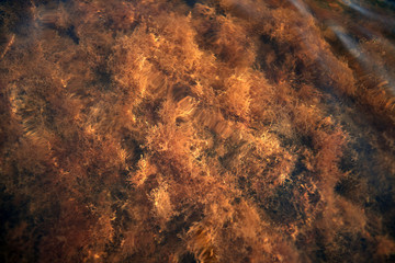 seaweed in the lake top view. water plant at the bottom of the river during summer