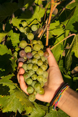 grappolo di uva verde preso in mano ma attaccato alla vigna pronto per la vendemmia
