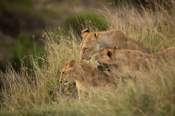Fototapeta na wymiar Lioness with her cubs at Masai Mara, kenya