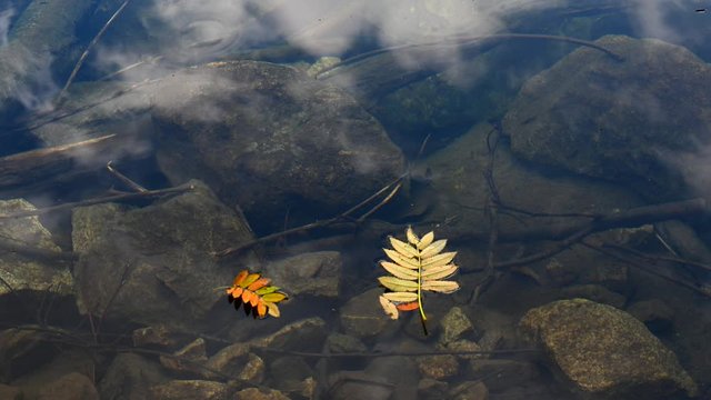 yellow leaves and mapping of the sky in the lake close-up 4k