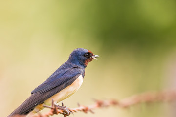Jaskółka dymówka Hirundo rustica siedzi spokojnie na drucie kolczastym, w dziobie trzyma owada