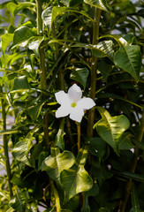 white flowers of a tropical plant