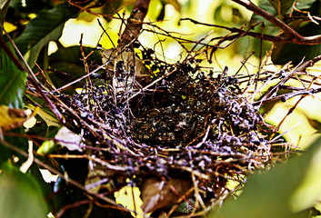 
bird's nest, bird's house