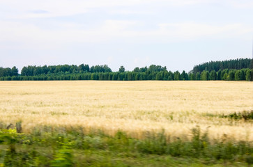 Fototapeta na wymiar Beautiful landscape in Russia. Field with crops with des on the horizon.