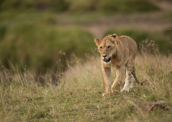 Fototapeta na wymiar Lion cub at Masai Mara wildlife reserve, Kenya