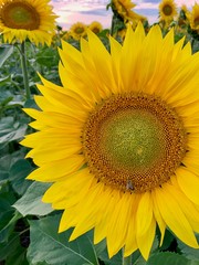 Fototapeta premium Whole field of sun-yellow sunflowers with seeds