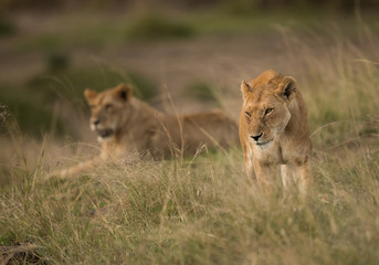 Naklejka na ściany i meble Lions in the Savannah, Masai Mara
