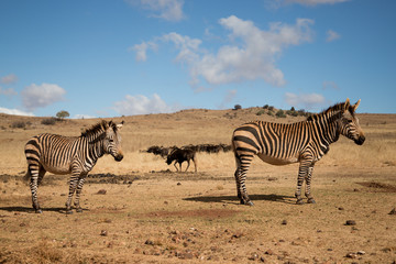 Obraz premium beautiful zebras stands in its natural habitat