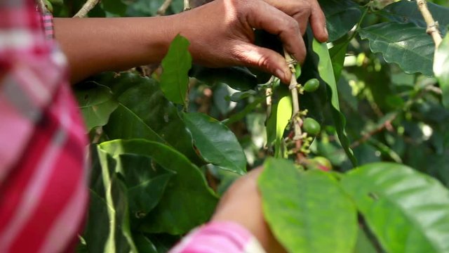 Woman harvesting red mature coffee berries