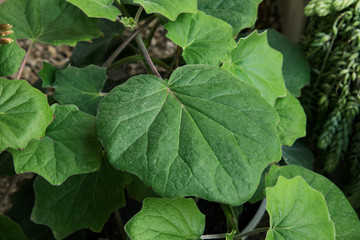 Flora. House plant. Closeup view of a Senecio petasitis, also known as Velvet Groundsel, beautiful green leaves foliage. 