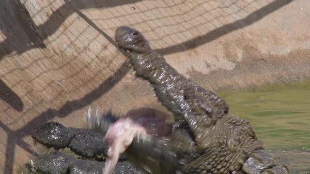Hungry crocodiles eating in a river of a zoo natural park