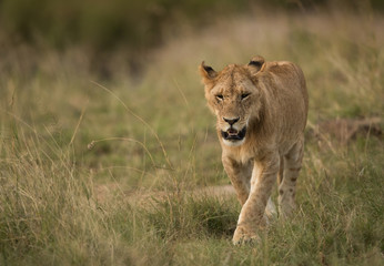 A lion walking in the grassland of Masai Mara