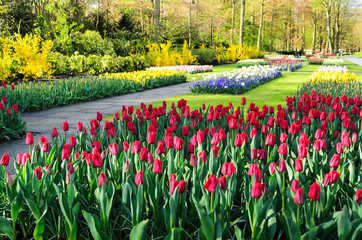 Obraz premium Spring Park with blooming daffodils and tulips