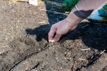 Close up of a hand sowing seeds in the ground
