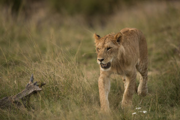 closeup of a Lion cub walking in Savannah, Masai Mara