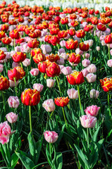 Blossoming unusually beautiful fields of tulips.