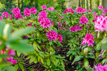 Rhododendron (disambiguation) is a genus of 1,024 species of woody plants in the heath family (Ericaceae), either evergreen or deciduous, and found mainly in Asia. 