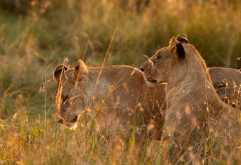 Lions in the grasses during morning light, Masai Mara
