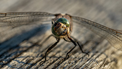 männlicher Großer Blaupfeil (orthetrum cancellatum)
