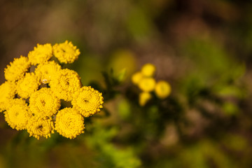 yellow flowers on green background
