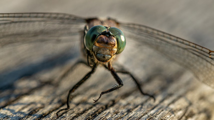 männlicher Großer Blaupfeil (orthetrum cancellatum)