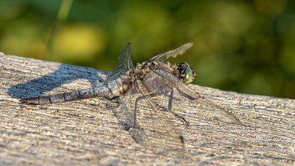 männlicher Großer Blaupfeil (orthetrum cancellatum)