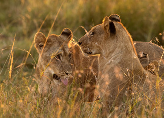 Lions in the morning light, Masai Mara