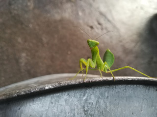 green mantis attacking the camera