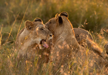 Lion yawning in the morning light, Masai Mara