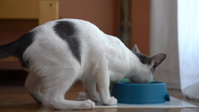 Puppy cat eating very quickly and anxiously from his pot in front of a window. static midplane