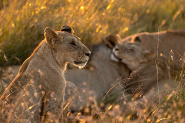 A backlit image with portrait of lion, Masai Mara