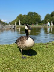 Close-up of a beautiful goose