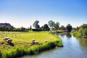 Fototapeta premium Beautiful green summer landscape in the Netherlands with sheep grazing and a calm stream,