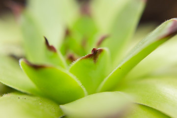 Fototapeta premium bright green indoor flower close up