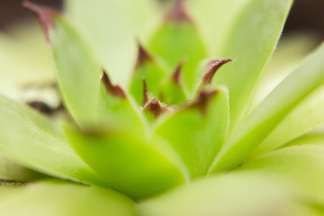 bright green indoor flower close up