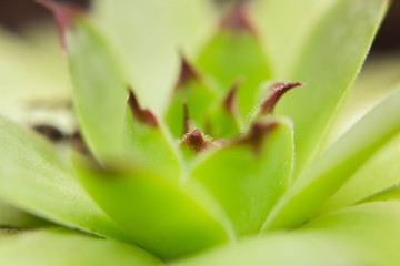 bright green indoor flower close up