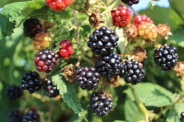 Reife und unreife Brombeeren