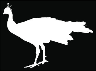 silhouette of a peacock