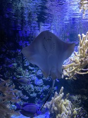 Raie manta © d_e_r_i_c