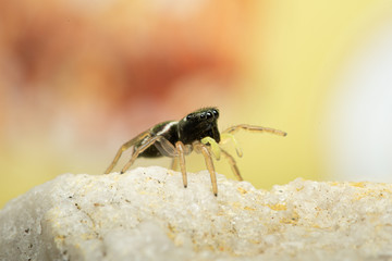 Kupfrige Sonnenspringspinne (Heliophanus cupreus), Springspinne