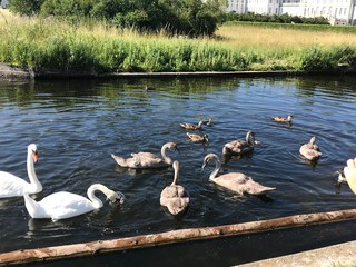Swan family at a lake