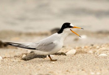Saunders tern calling, Bahrain