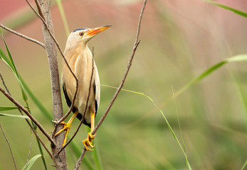Little Bittern perched on twig, Bahrain