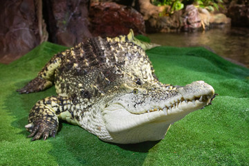 Nile crocodile on green surface near the water. Muzzle portrait