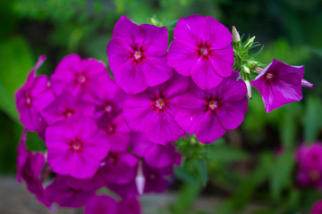 Obraz premium Purple Flowers