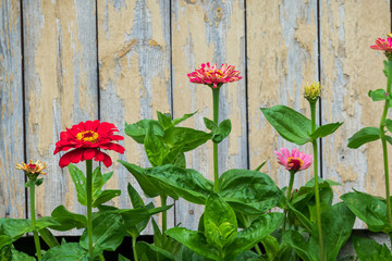 Red flowers on the background of an old wooden wall of the house. Background. Texture.