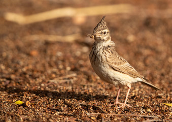 Crested Lark with catch,  bahrain