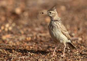 Crested Lark holding worms, bahrain