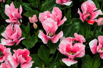 Obraz premium Pink-white tulips with an unusual form of buds and petals. Netherlands